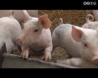 Az elmúlt években folyamatosan csökkent az állatállomány Vas megyében Az elmúlt években folyamatosan csökkent az állatállomány Vas megyében