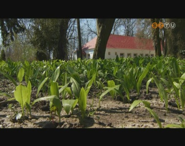 Egyre több a medvehagyma az erdőkben, a kertekben és persze a piacon Egyre több a medvehagyma az erdőkben, a kertekben és persze a piacon