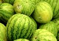 �des az idei dinnye
