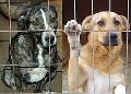 Megtelt a gencsap�ti kutyaotthon