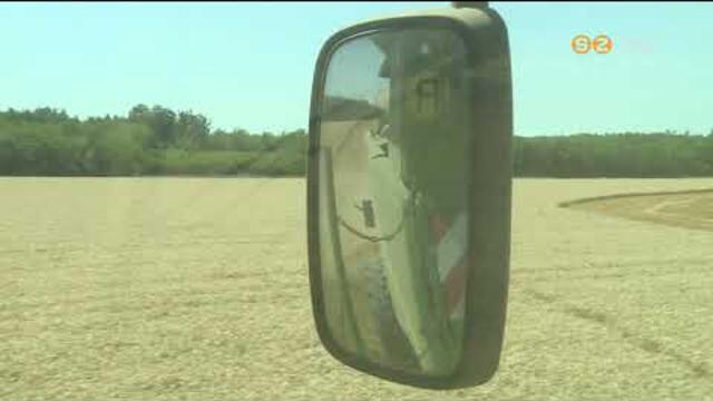 A sok eső jelentősen hátráltatta az aratást, de mára sikerült a búza 95 százalékát betakarítani A sok eső jelentősen hátráltatta az aratást, de mára sikerült a búza 95 százalékát betakarítani