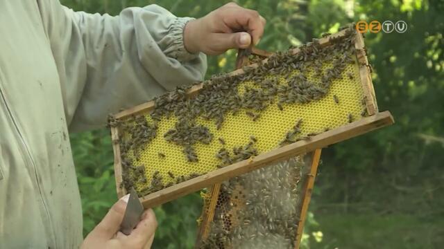Az egyre szeszlyesebb idjrs miatt az aktulis szezonban kevesebb mzet prgettek a mhszek