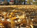 �szi lev�lhalom az utakon