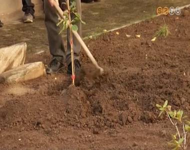 Szent M�rton-k�rtefacsemet�t �ltettek a p�sp�ki palota kertj�be