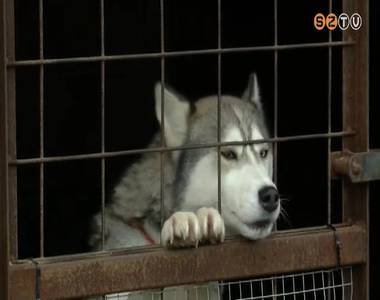 M�g mindig tal�lnak a t�zij�t�kok, pet�rd�k miatt elk�borolt kuty�kat