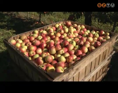 A fagy mellett az aszály is komoly károkat okozott a vasi almaültetvényekben