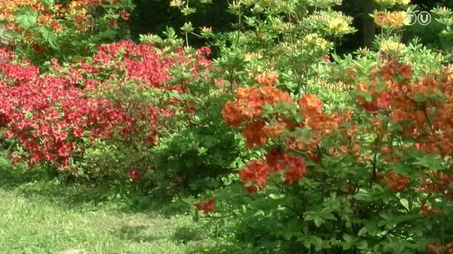 Már virágzik a rhododendron Már virágzik a rhododendron