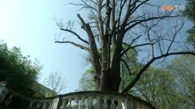 Megmentenék Erzsébet királyné hársfáját Megmentenék Erzsébet királyné hársfáját