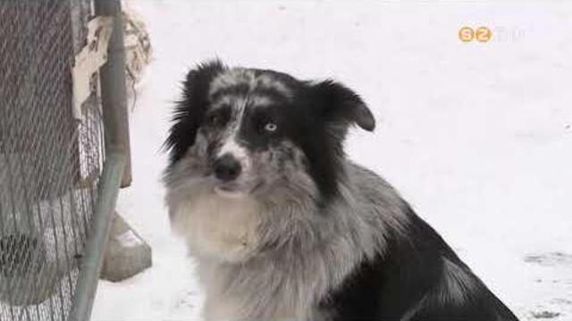 Sok feladatot adtak az ��v utols� �s az �j�v els� napjai az �llatv�d�knek �s �llatbar�toknak