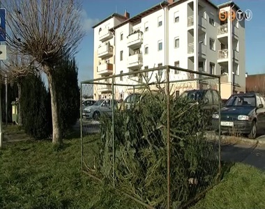 Megkezdt�k a kidobott kar�csonyf�k begy�jt�s�t