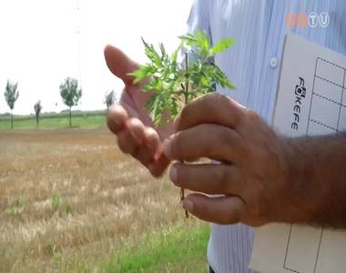 Kor�bban kezd�d�tt id�n a parlagf� szezon