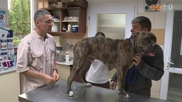 Naponta több kutyát visznek az állatkórházba ezekben a hetekben kennelköhögéssel Naponta több kutyát visznek az állatkórházba ezekben a hetekben kennelköhögéssel