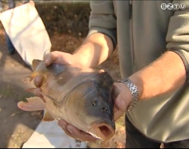 Pontyot telepítettek a Csónakázó-tóba Pontyot telepítettek a Csónakázó-tóba