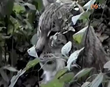 Id�n is k�l�nleges, vesz�lyeztetett fajokra h�vja fel a figyelmet az �v �l�l�nyei kamp�ny