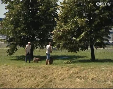 Kutyafuttat�k fert�tlen�t�se