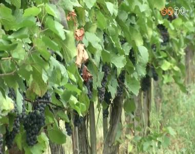 Kor�bban �rik a sz�l�