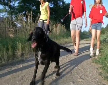 Jogkövetőek a szombathelyi kutyatulajdonosok – ez a közterület-felügyelők tapasztalata Jogkövetőek a szombathelyi kutyatulajdonosok – ez a közterület-felügyelők tapasztalata