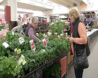 Beindult a pal�ntaszezon a piacon