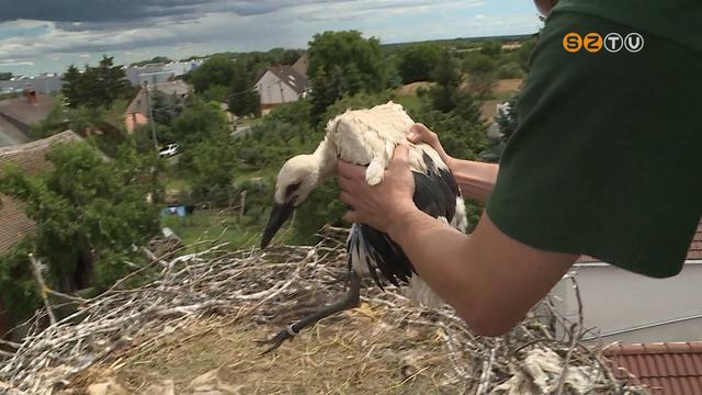 Több tucatnyi kis gólyát gyűrűztek meg Vas megyében