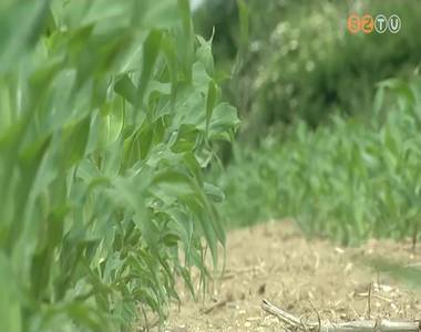 R�g nem l�tott kiv�l� min�s�g� repceterm�s v�rhat� id�n a hazai sz�nt�kon