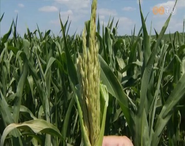 Kezdődhet a hibrid kukorica címerezése Vas megyében Kezdődhet a hibrid kukorica címerezése Vas megyében