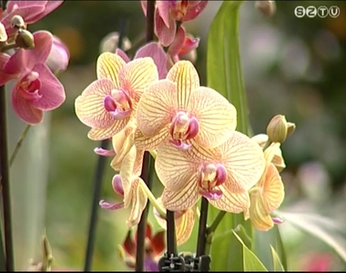 Milyen szobanövényt válasszunk? Milyen szobanövényt válasszunk?