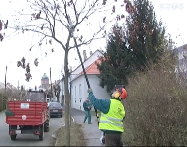 Megkezdte a közterületi fák metszését a Szombathelyi parkfenntartó kft. Megkezdte a közterületi fák metszését a Szombathelyi parkfenntartó kft.