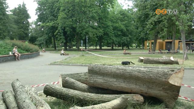 Kivágják a KRESZ park balesetveszélyes fáit