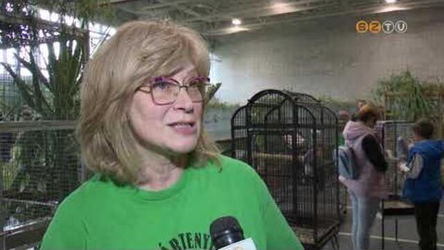 Hromnapos dszmadr-killtst szerveztek az Oladi Technikum csarnokban