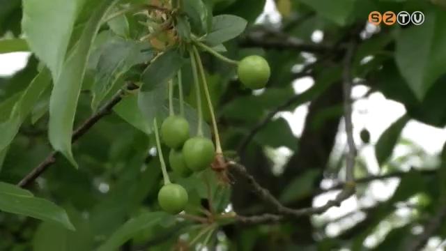 Előbb érik a meggy Előbb érik a meggy