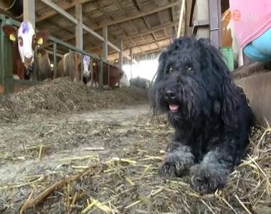 Az �llatokat �s a n�v�nyeket is megviseli a k�nikula