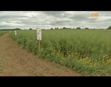 A Nyugat-Dun�nt�lon legj�vedelmez�bb a repcetermeszt�s