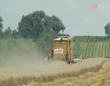 Megkezd�d�tt a b�za betakar�t�sa