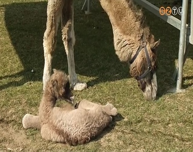 Dromed�rcsik� sz�letett Szombathelyen