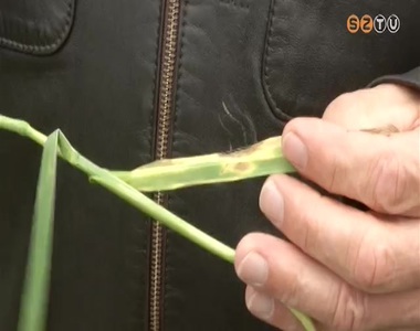 Negyedével többet kell költeni növényvédelemre Negyedével többet kell költeni növényvédelemre