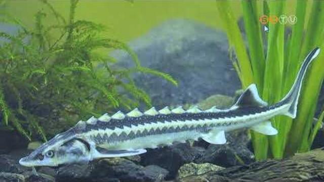 �shonos, de elt�n�ben l�v�, vesz�lyeztetett faj lett 2026-ban az �v hala