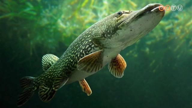 Elkezdődött a szavazás az év halára Elkezdődött a szavazás az év halára