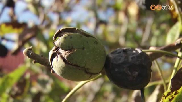 Diófúró légytől feketedik és megy tönkre a dió Diófúró légytől feketedik és megy tönkre a dió