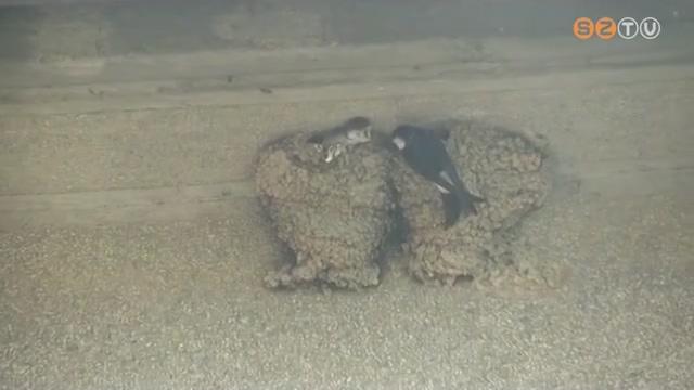 Az utóbbi két évtizedben több mint 50%-kal csökkent hazánkban a fecskepopuláció Az utóbbi két évtizedben több mint 50%-kal csökkent hazánkban a fecskepopuláció