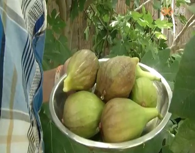 �rik a f�ge Szombathelyen