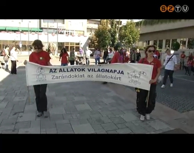 Zar�ndokutak Szombathelyen kuty�kkal �s macsk�kkal