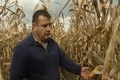 Katasztrofális az idei kukoricatermés Vas megyében - mondják a gazdák Katasztrofális az idei kukoricatermés Vas megyében - mondják a gazdák