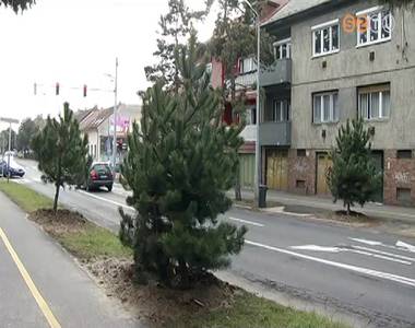 P�tolta a hi�nyz� f�kat a Paragv�ri �ti feketefeny�-soron a parkfenntart�