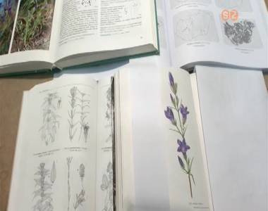 Az �v vadvir�ga a kornist�rnics