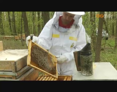 Nehezen indul a szezon a méhészeknek Nehezen indul a szezon a méhészeknek