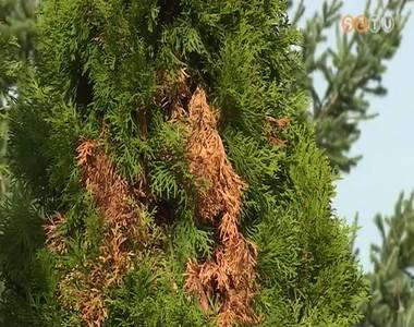 Mediterr�n vid�kekr�l behurcolt bog�r puszt�t a hazai tuja�llom�nyban