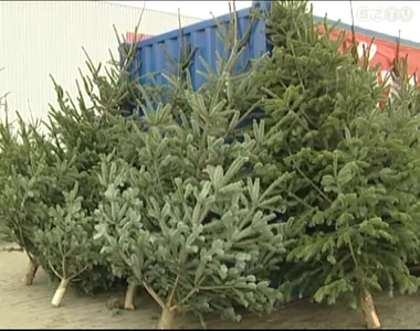 M�r a h�t v�g�n elkezdt�k �rus�tani a kar�csonyf�kat a v�ros t�bb pontj�n