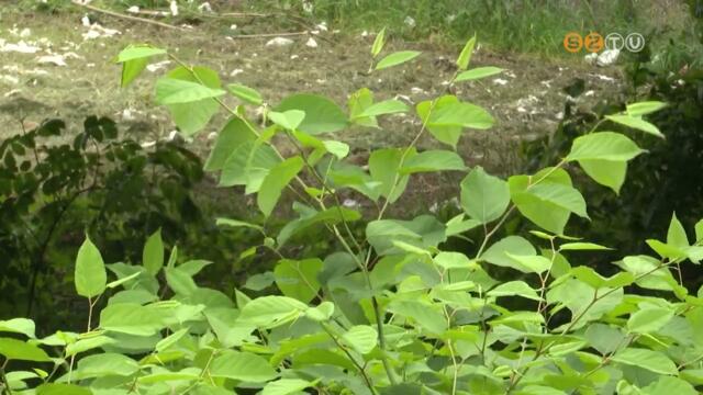 Megkezddtt a kaszls a szombathelyi vzfolysok mellett