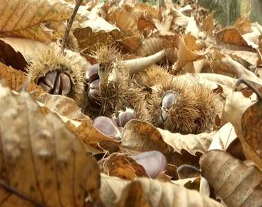 Okt�berben �rik a szel�dgesztenye