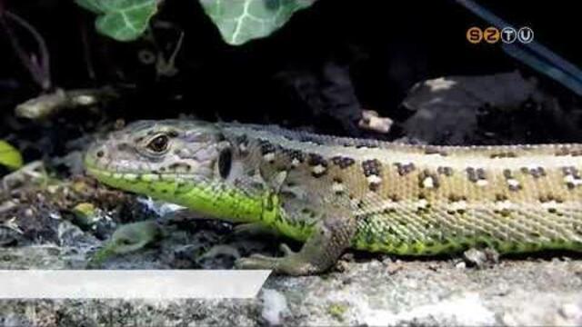 A f�rge gy�kot v�lasztotta A Magyar Mad�rtani �s Term�szetv�delmi Egyes�let az �v h�ll�j�nek